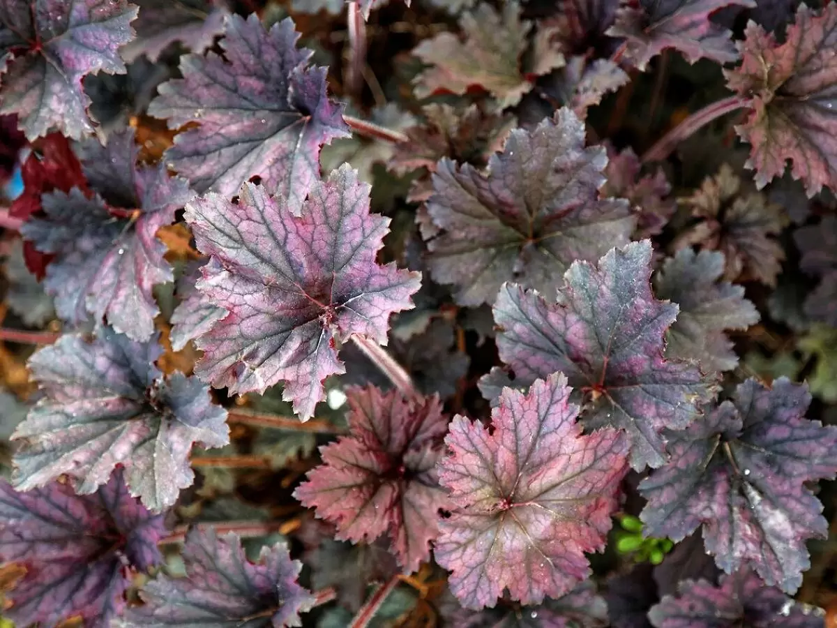 Преобразите свой сад: что сажать после весенних луковичных