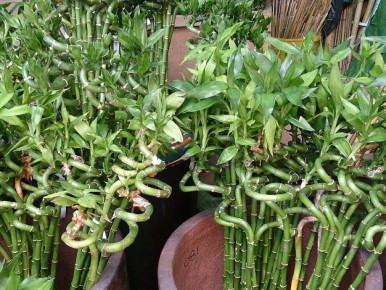 ���������� ������: ��� ������� �������� ��������� ��� �������� � �����