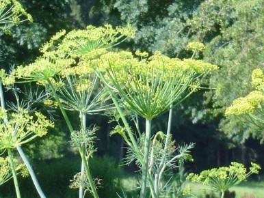 ��� �������� ������� � ������� ������: ������� ��������� �����