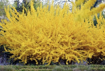 �������� ��������: ����������, ������� ���������� � ������