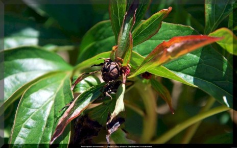 ������ ����� �� ������: �������� ������� � ������ �� �����