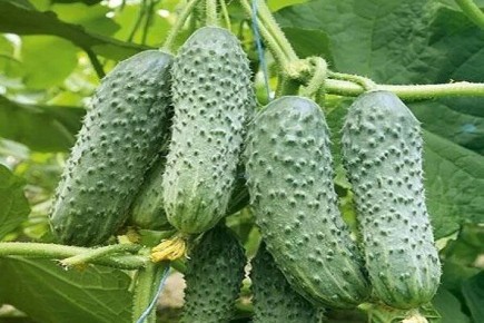 ������ �������: ������� ��� ���������� ������ �� ����� �������