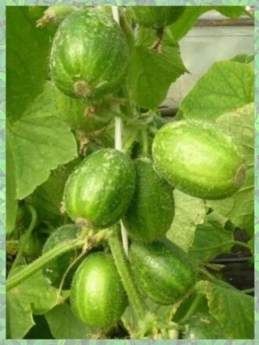 �������� ������: ��� � ������� ������ ����-����