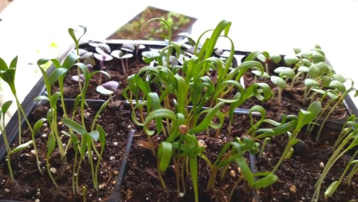 ������ �����������: ����� ����� ������ ��� ��������� ������� ������