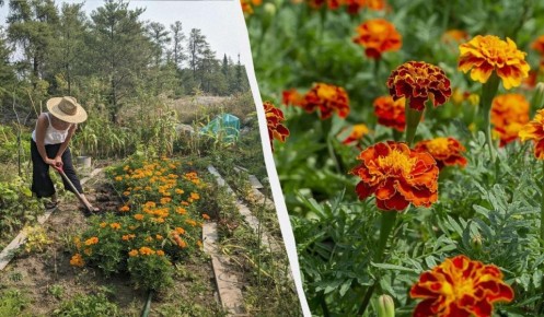 ������ ��������� �� ����