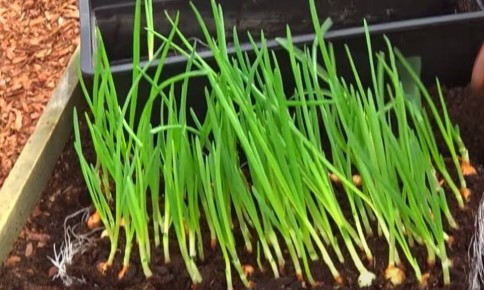 ��� �������� ��� �� ������� ����: ����� ����������� ������ ������