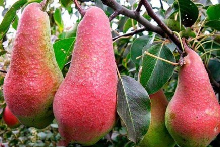 ����� �����������: ����, ������� �������� ������ ���������