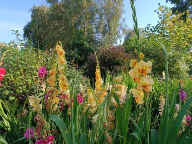 ������ �������� ����������� �� �������� �� �����: ������ ������ ���������