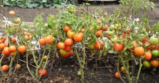 ��� ���� �������� �������� � �������� ������� ������: ������� �� �������� ����������