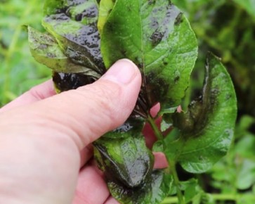 ����������� �������� ������������ �����: ��� �����������, ���� ���� ����� �������� �������� ����?