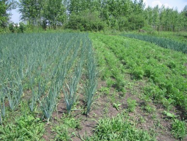 ��� ���������� � �������� ���������� �� ����: ������ � ������������