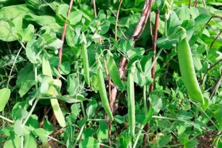 ����� �������� ��������: ������� �������� ��� ����������� 2026 ����