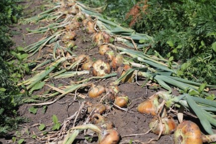 ��� ��������� �������� ��� � ��������� ������: ������ � ������������