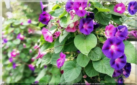 ������ ������: ���������� �������� ��� ������ ����