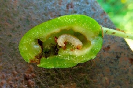 ��� �������� ��� �� ��������� ����������: ������ �� ������ � �����������