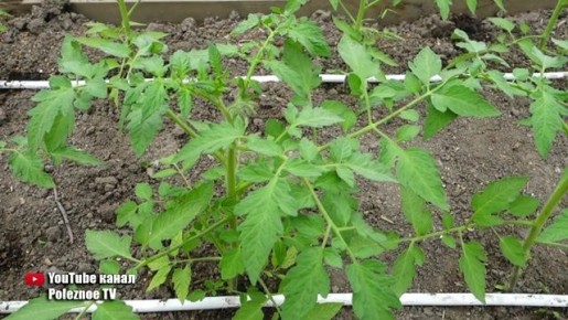 ��� �������� ������� ������ ��� ����� �� �������� � ��������� ������