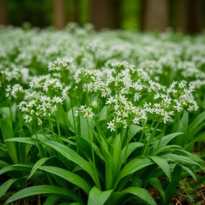 ��� ��������� ������� �� ����� �������: �� ������� �� ����� ������