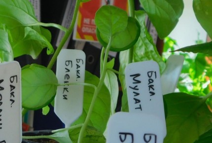 ���������� ������ ������ � ����������: ������� � ������� ��������