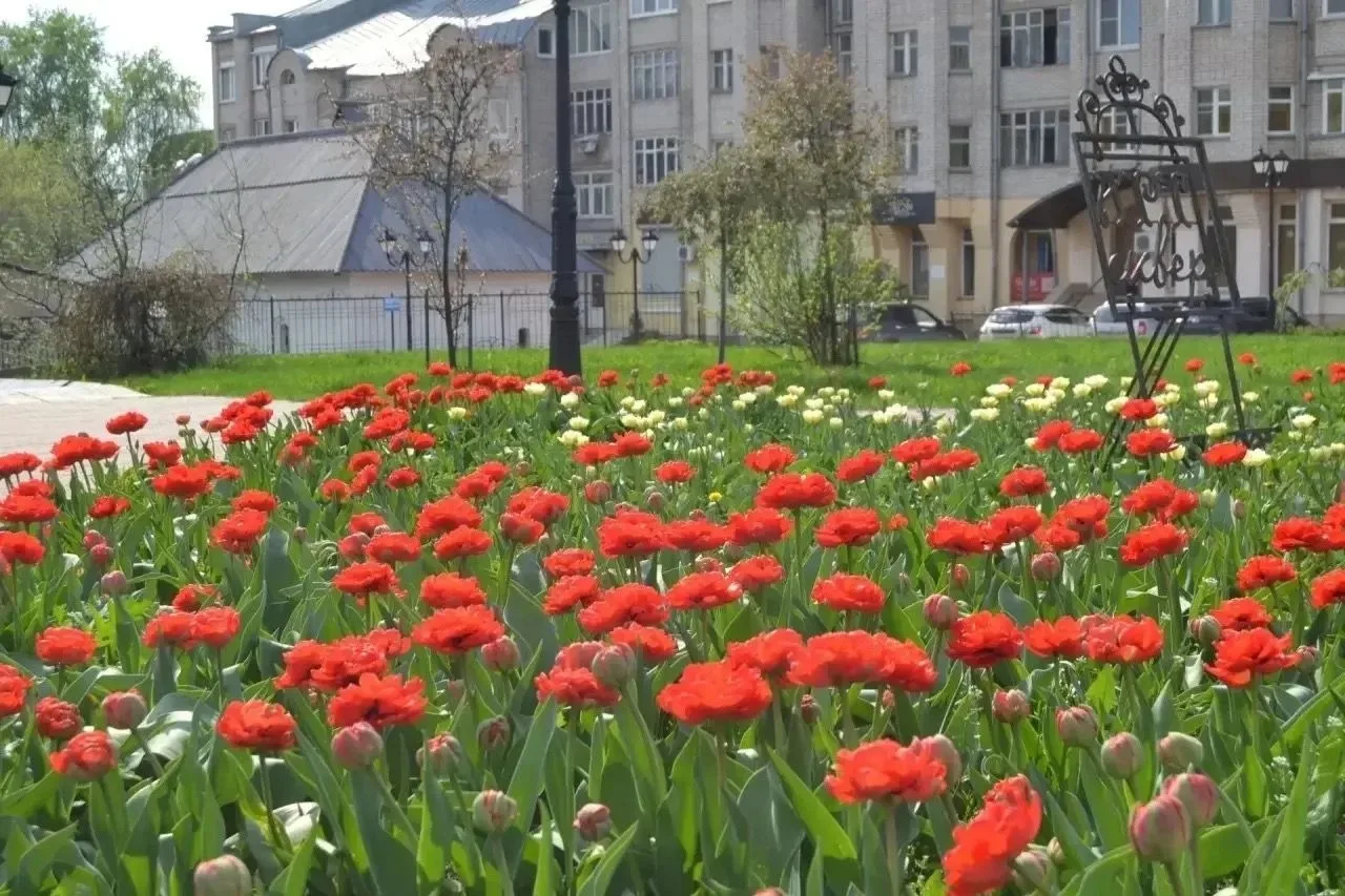 В Иванове распускаются тюльпаны – луковичные многолетники хорошо пережили зиму и будут радовать яркими красками почти весь май