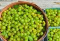 Бесшипный крыжовник: секреты выбора лучших сортов с вкусными ягодами