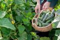 Выбор сортов огурцов для успешного урожая