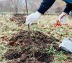 Как защитить яблоню от грызунов: практические советы дачников