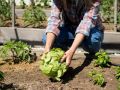Секреты успешного выращивания капусты