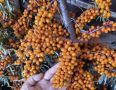 Облепиха: Суперфуд или кислый кошмар?