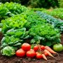 Как добиться рекордного урожая груш: простые советы для дачников