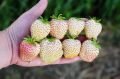 Безупречный вкус: секреты ухода за белоплодной земляникой