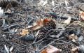 Как хвойная мульча облегчает уход за садом и огородом