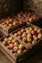 Как сохранить яблоки свежими до весны: советы от профессионалов