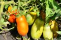 Кулинарный хит: томат «Засолочный деликатес» покоряет огороды и кухни