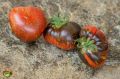 Томат синий огонь: экзотика и необычные вкусовые качества для вашего сада