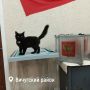 Внимание!. На избирательный участок № 377 в Вичугском районе пришёл необычный избиратель - с усами, лапами и хвостом - и дважды хотел получить бюллетень