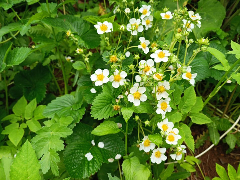 Качественное обновление: топовые ранние сорта земляники для вашего сада