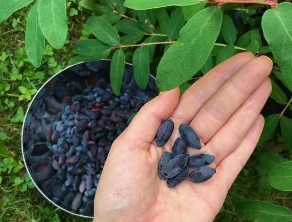 Почему обрезка жимолости в июле — залог богатого урожая