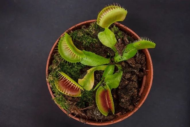 Сложные комнатные растения для настоящих гурманов