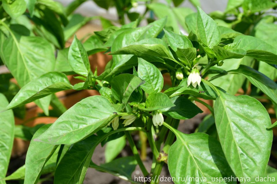 Секреты идеального болгарского перца: как добиться сочных и сладких плодов