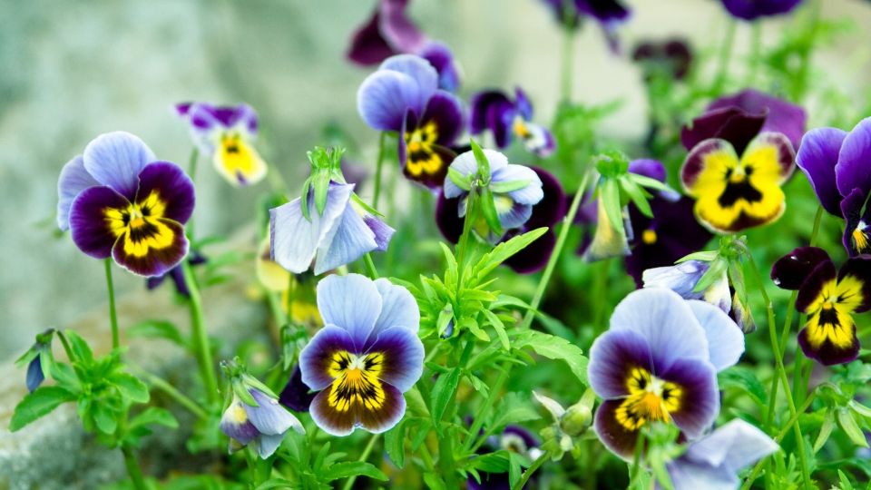 Вот как узнаете, какие цветы-многолетки пора сажать под зиму: «подскажут» сами растения