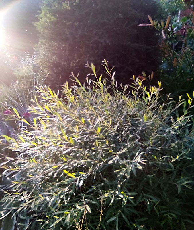 Тихая радость: как неприметные растения могут изменить ваш сад