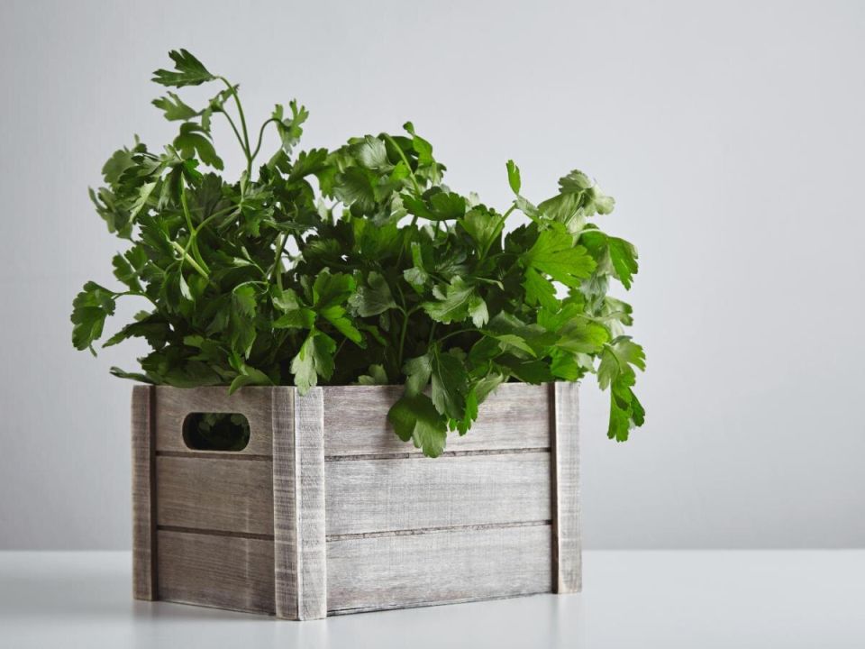 Как заставить петрушку прорастать за три дня: простые секреты