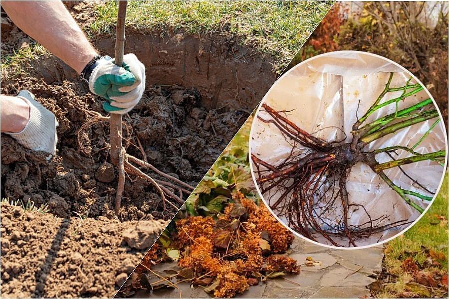 Сохранение саженцев зимой: секреты успешного зимовки