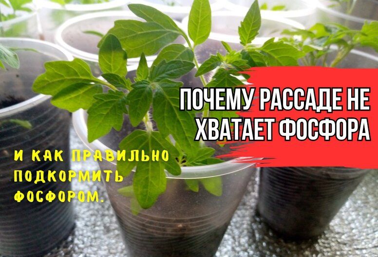 Почему рассада игнорирует фосфор: основные причины и ошибки садоводов