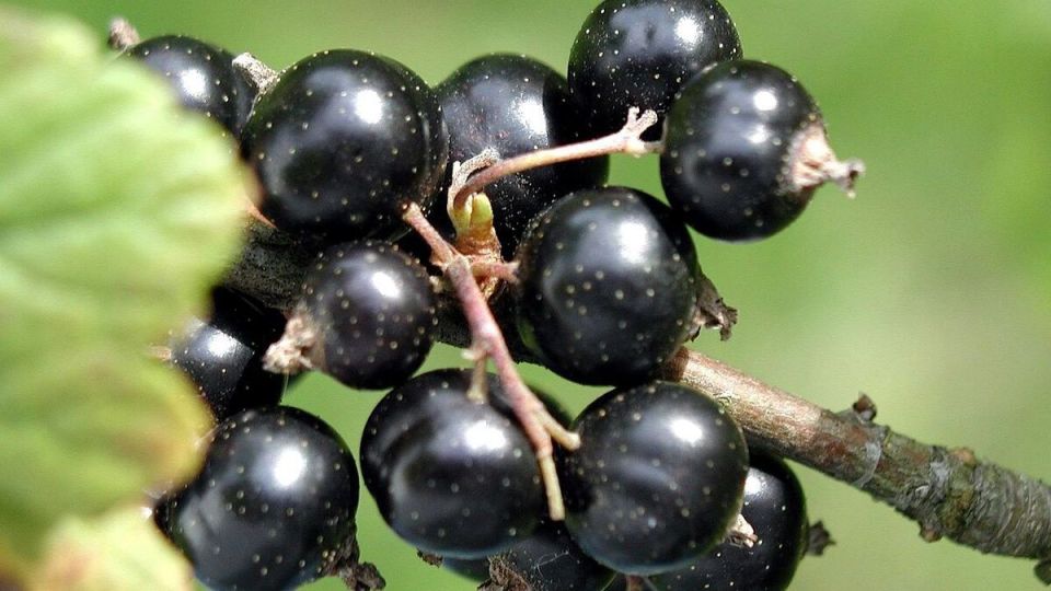 Почему садоводы выбирают угловую посадку смородины: секреты богатого урожая