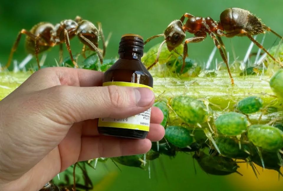 На борьбу с тлей: простой рецепт из дегтярного мыла