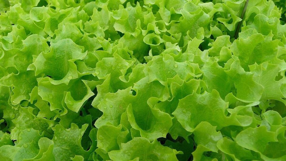 Почему ваш листовой салат может оказаться горьким