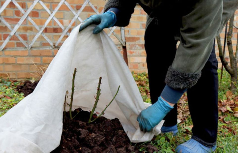 Неубиваемость листьев: что нужно знать цветоводам о зимовке роз