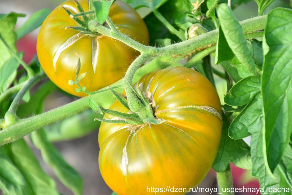 Способы предотвратить растрескивание томатов