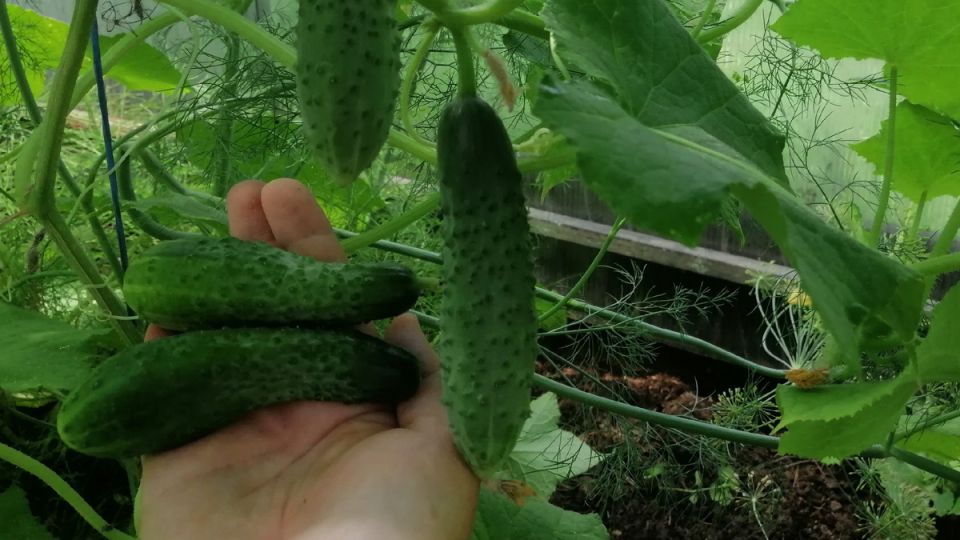 Омоложение огурцов: секреты повышения урожайности